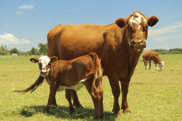 Выброс метана в атмосферу коровами