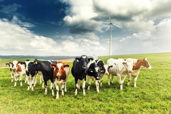 выброс метана коровами